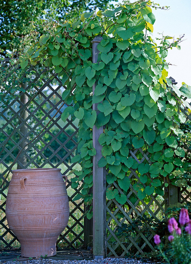 Aristolochia durior (Pipevine)