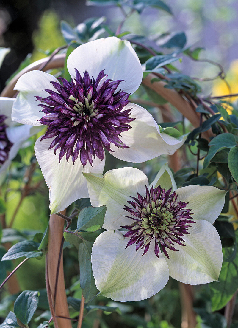 Clematis Florida 'Sieboldii', non-hardy clematis from Japan