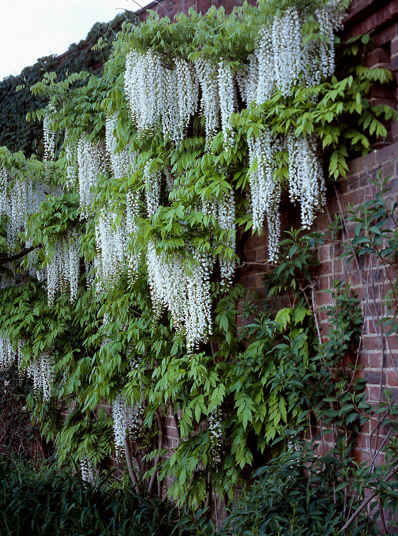 Wisteria floribunda 'Alba' (white wisteria) at the wall