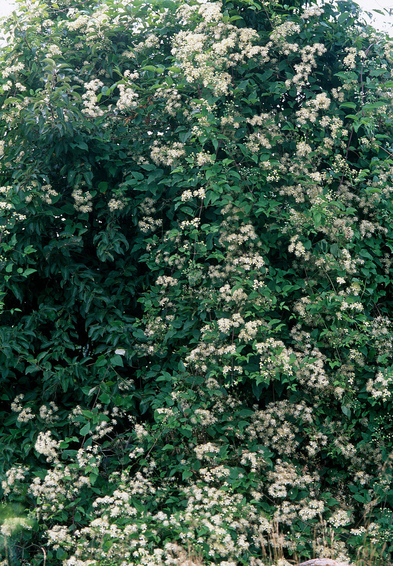 Clematis vitalba (common wood vine)