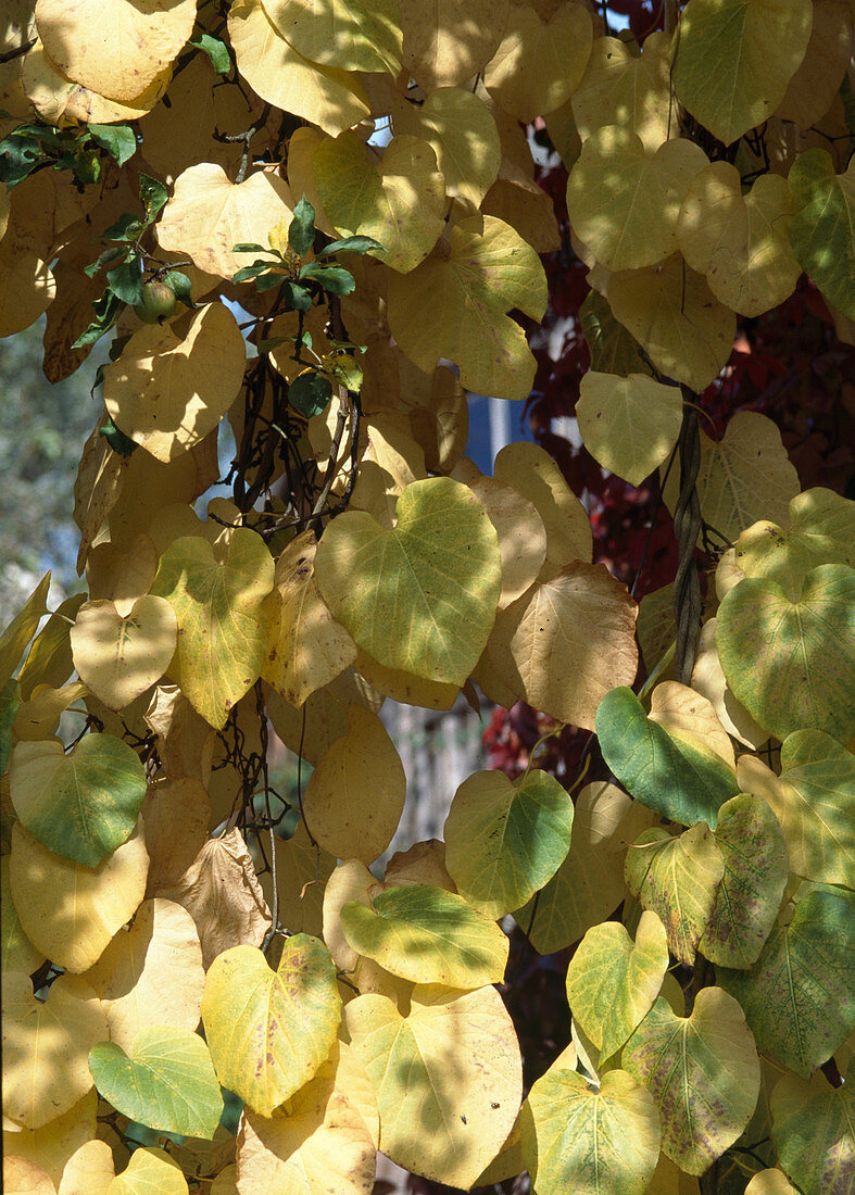 Aristolochia durior