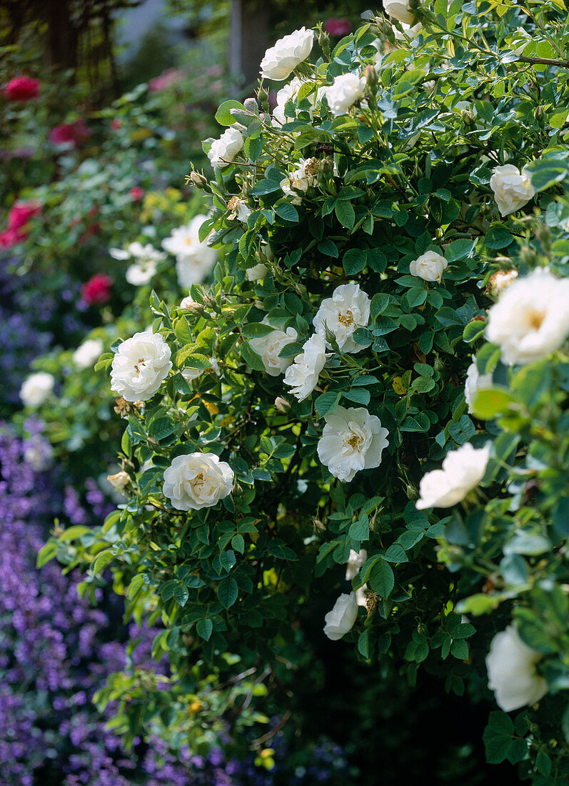 Rose alba 'Semiplena' (historic shrub rose), once flowering