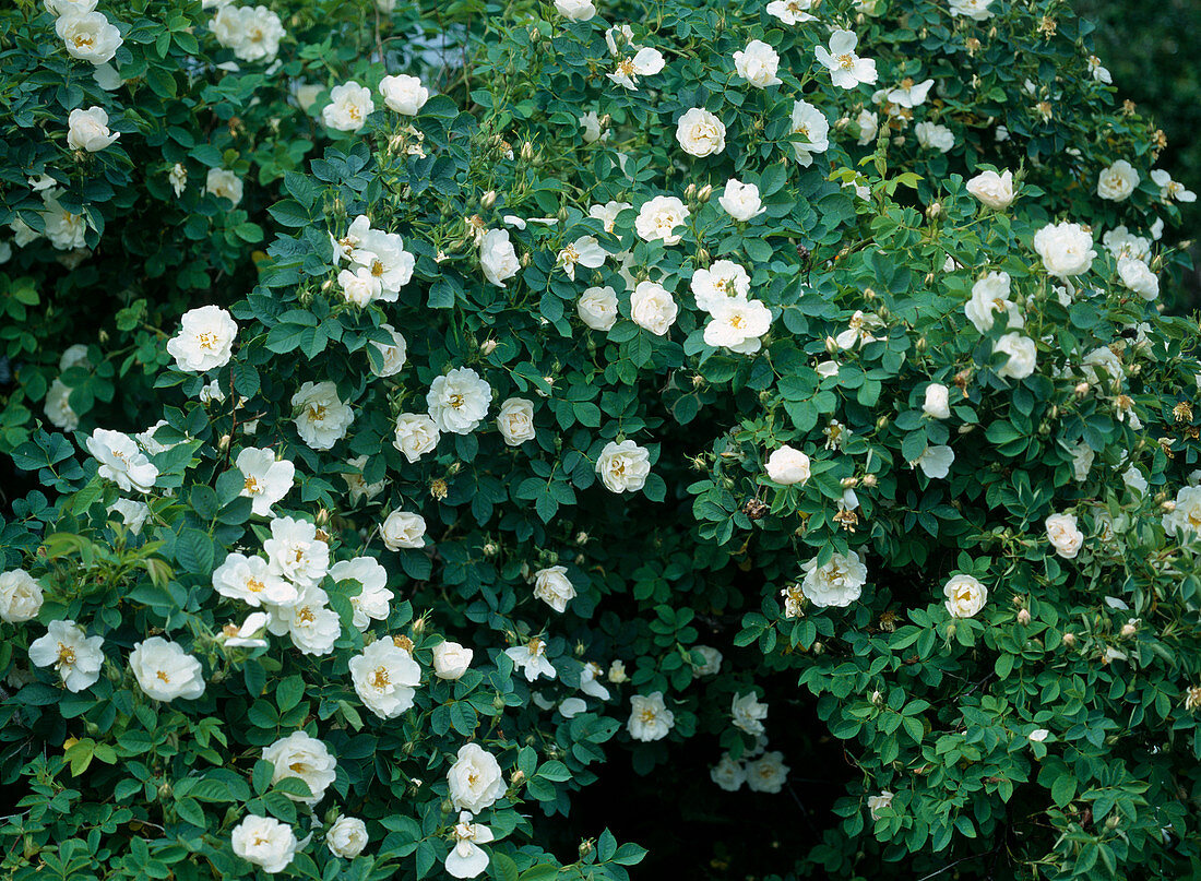 Rosa alba 'Semiplena'