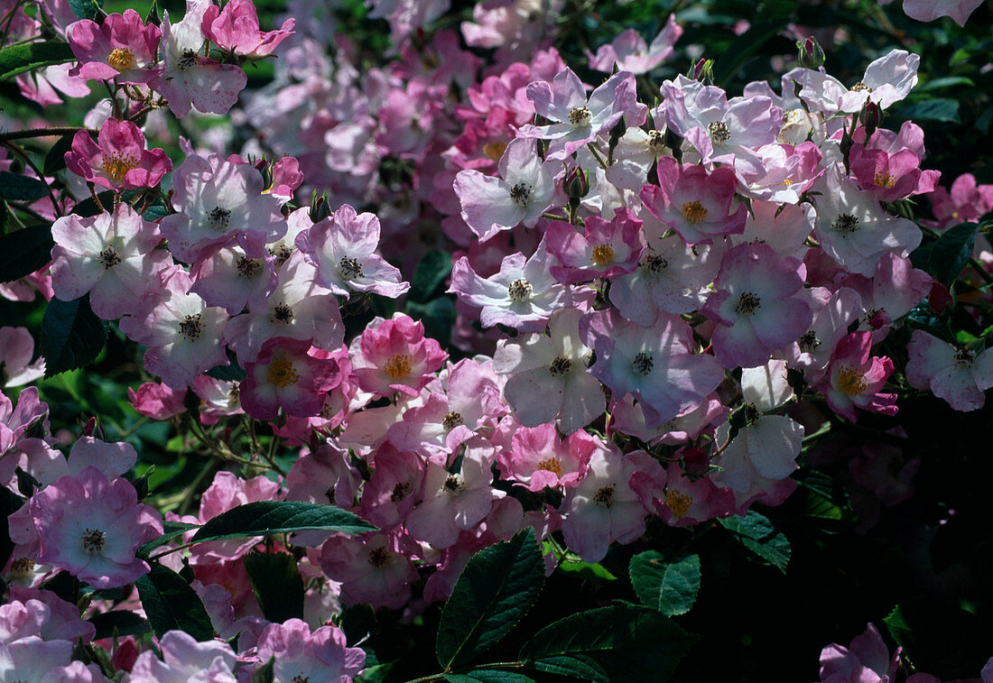 Rosa moschata'Ballerina' Strauchrose, öfterblühend, kaum duftend