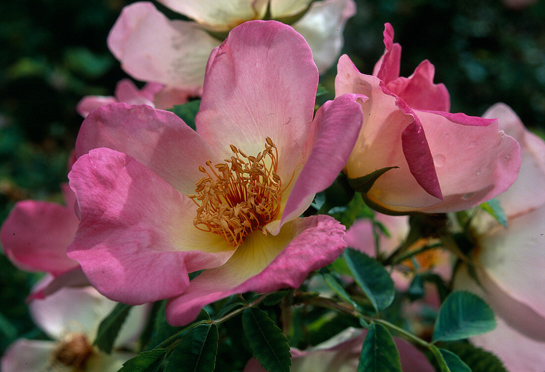 Rosa 'Frühlingsmorgen', Early flowering shrub rose with light fragrance