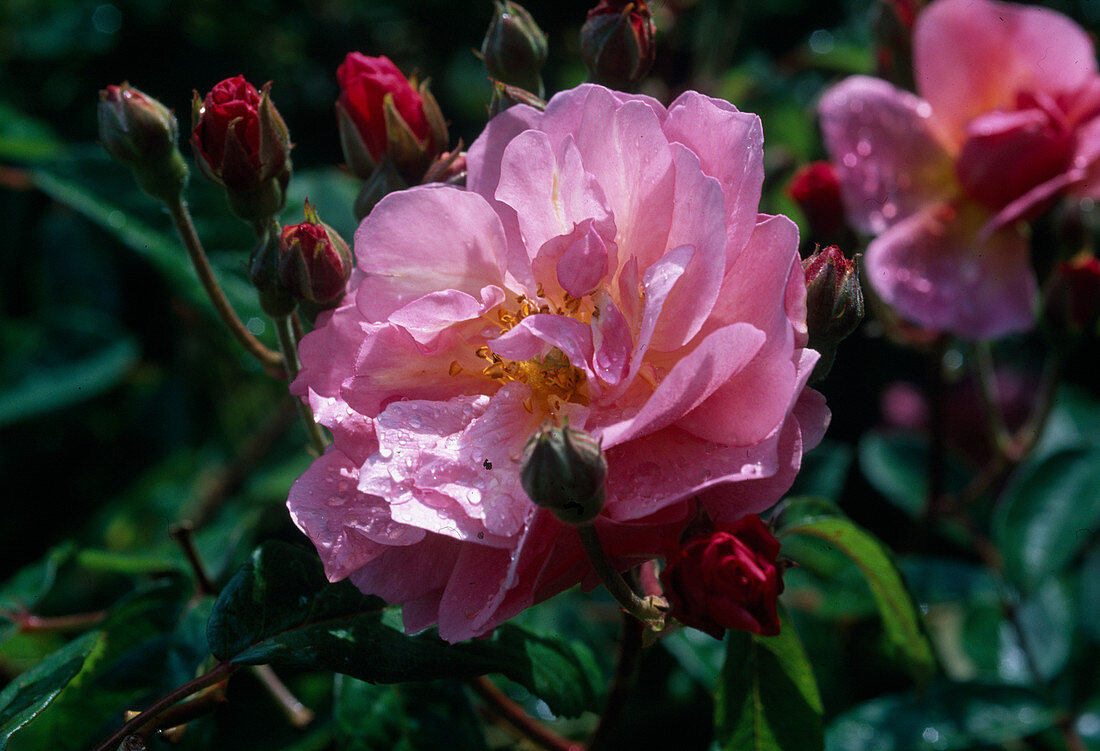 Historic rose (Rosa moschata) 'Cornelia'), shrub rose, blooms more often, fragrant