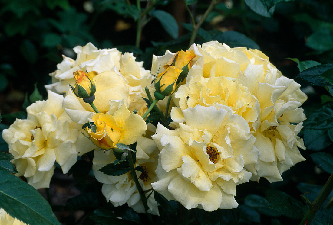 Rosa 'Lichtkönigin Lucia' (Strauchrose), öfterblühend mit guten Duft