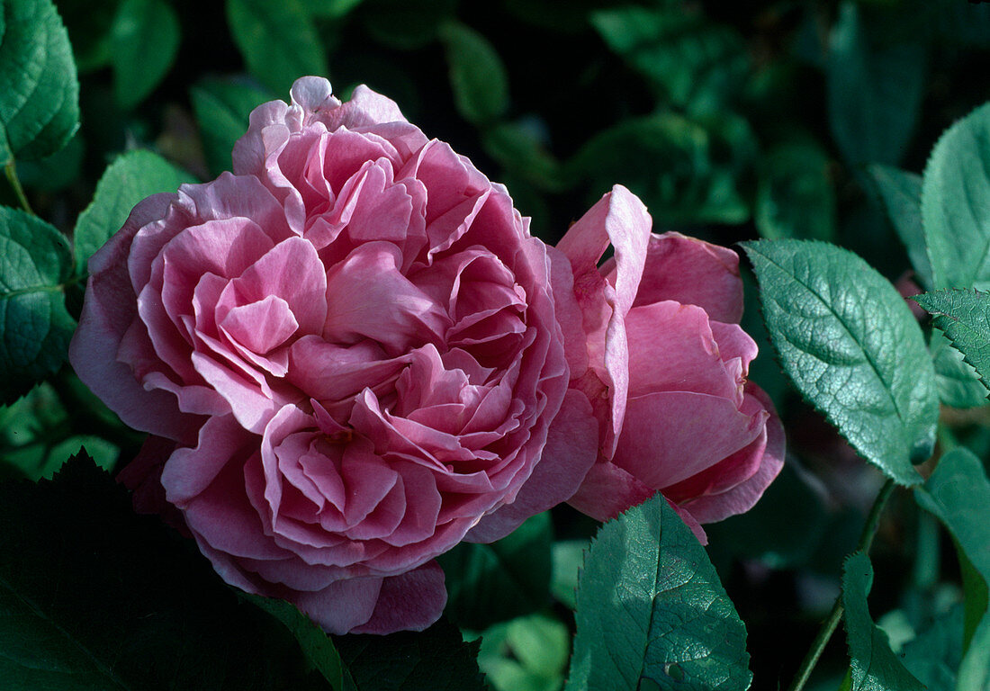 Rosa damascena 'Marie Louise', einmalblühende Strauchrose mit gutem Duft