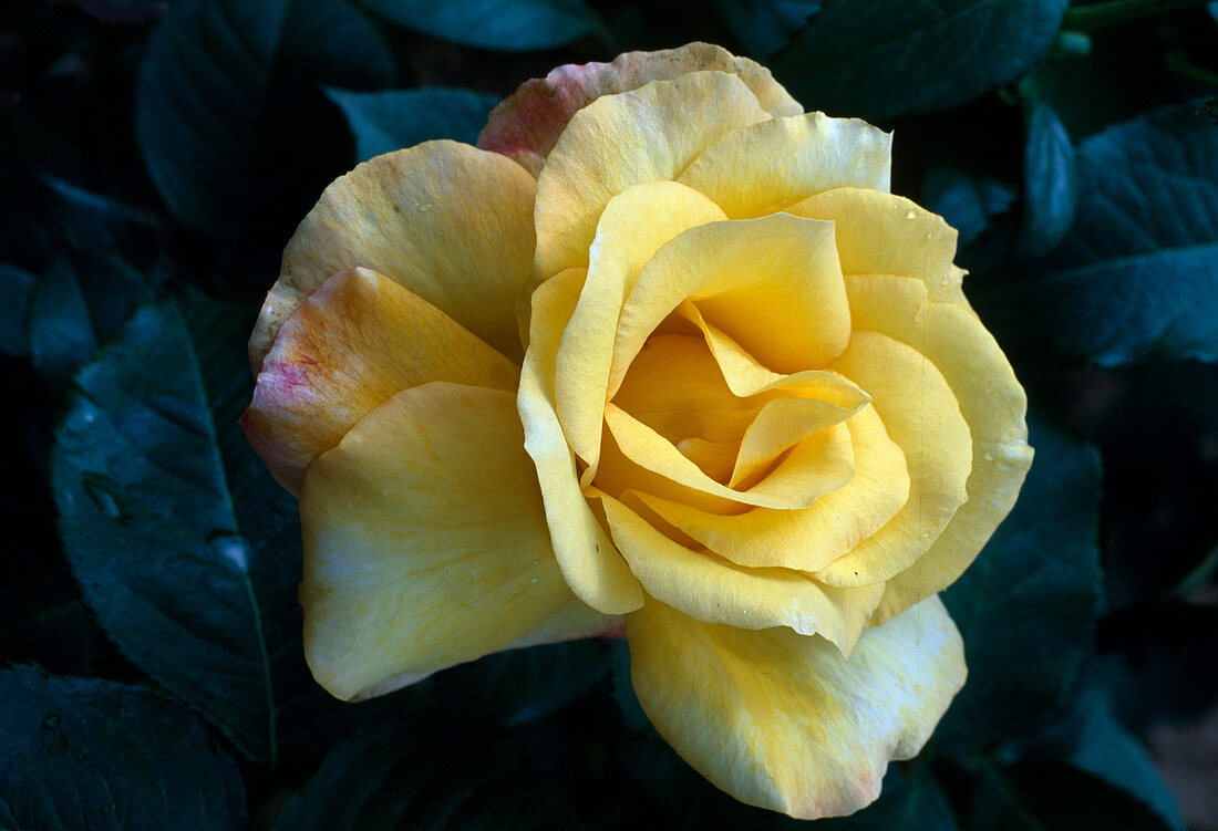 Rosa 'Gold Medal' (Edelrose, Teehybride), öfterblühend mit gutem Duft