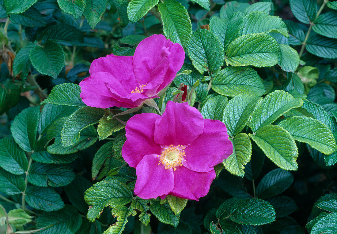 Rosa Rugosa 'Rubra' (Potato Rose, Apple Rose), repeat flowering, good fragrance