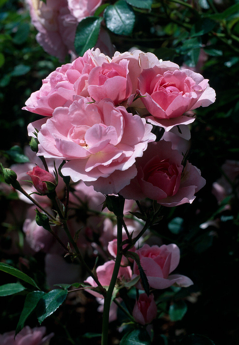 Rosa 'Bonica 82', Kleinstrauchrose, Polyantharose, öfterblühend, leichter Duft, Züchter Meilland