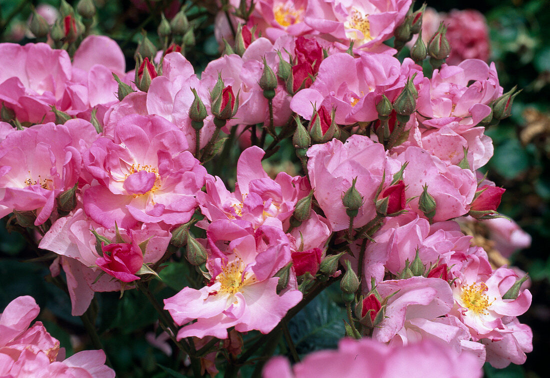 Rosa 'Lyric' Strauchrose, öfterblühend, leichter Duft von De Ruiter