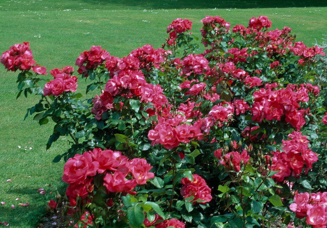 Rosa 'Anne de Bretagne' Strauchrose, öfterblühend, schwach duftend