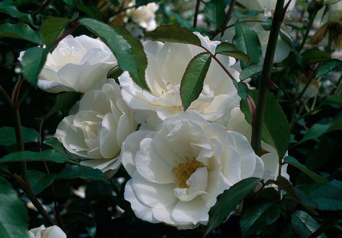 Rosa 'Snow White'-Syn. 'Iceberg' Floribunda, shrub rose, repeat flowering, delicate fragrance