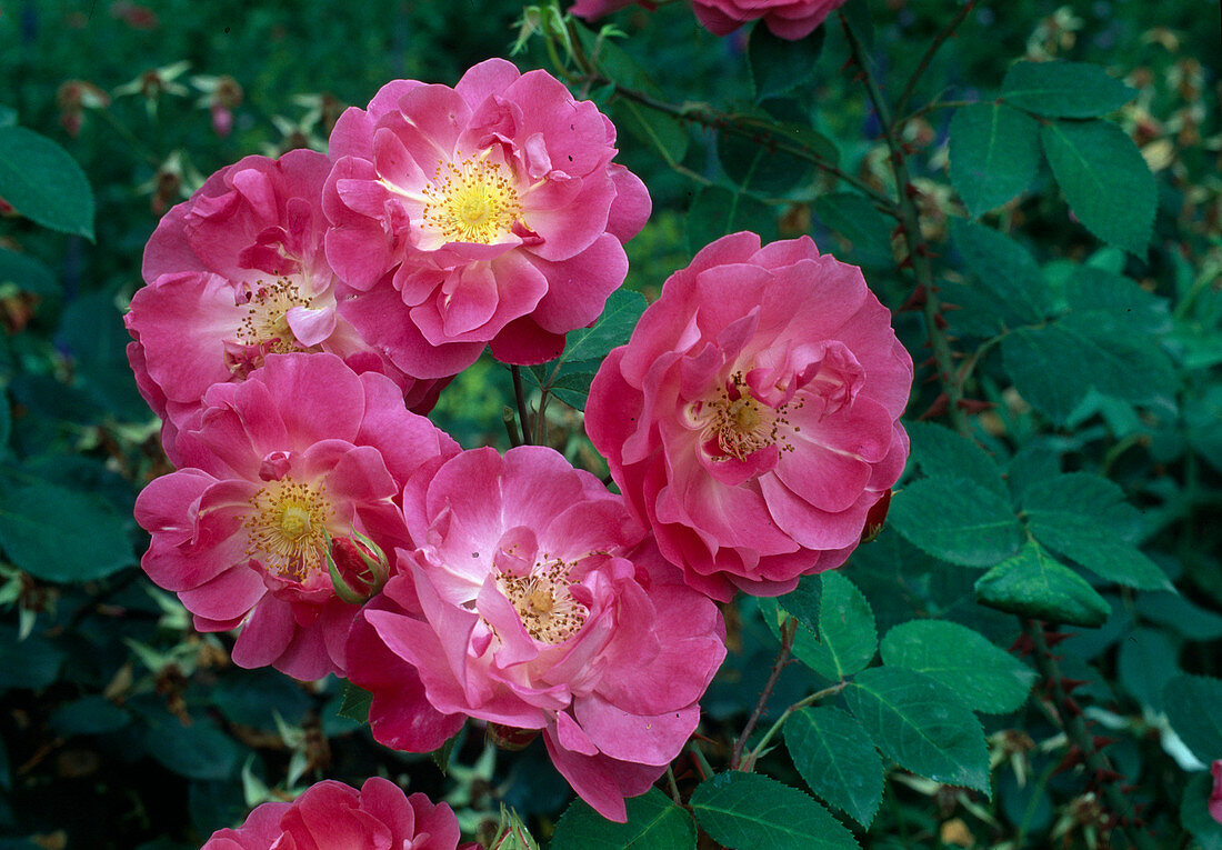 Rosa 'Dusterlohe' Kletterrose, Rambler, Einmalblühend