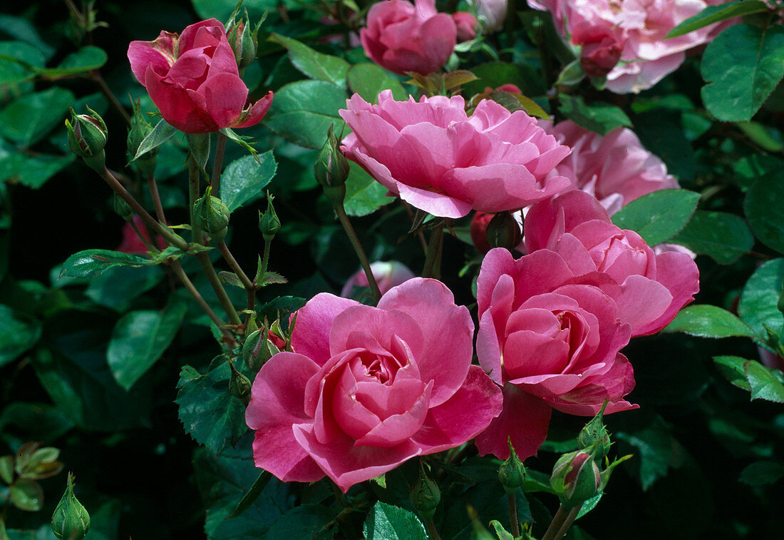Rosa 'Deborah' Floribundarose, öfterblühend, leichter Duft