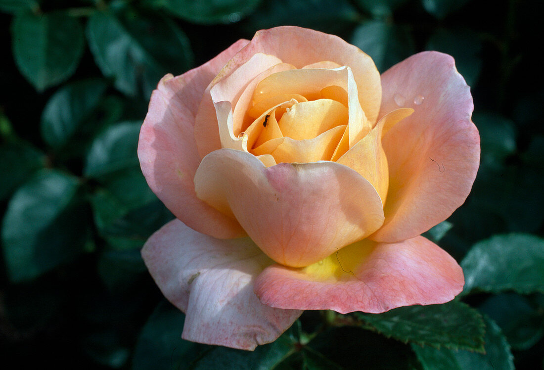 Rosa 'Isabelle Autissier' Teehybride, öfterblühend, starker Duft