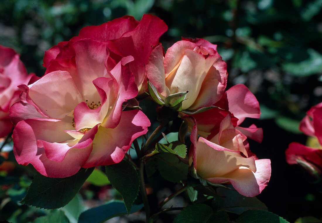 Rose 'Cocorico'-syn. 'Birthday Girl' Floribundarose, Beetrose, öfterblühend, Duft