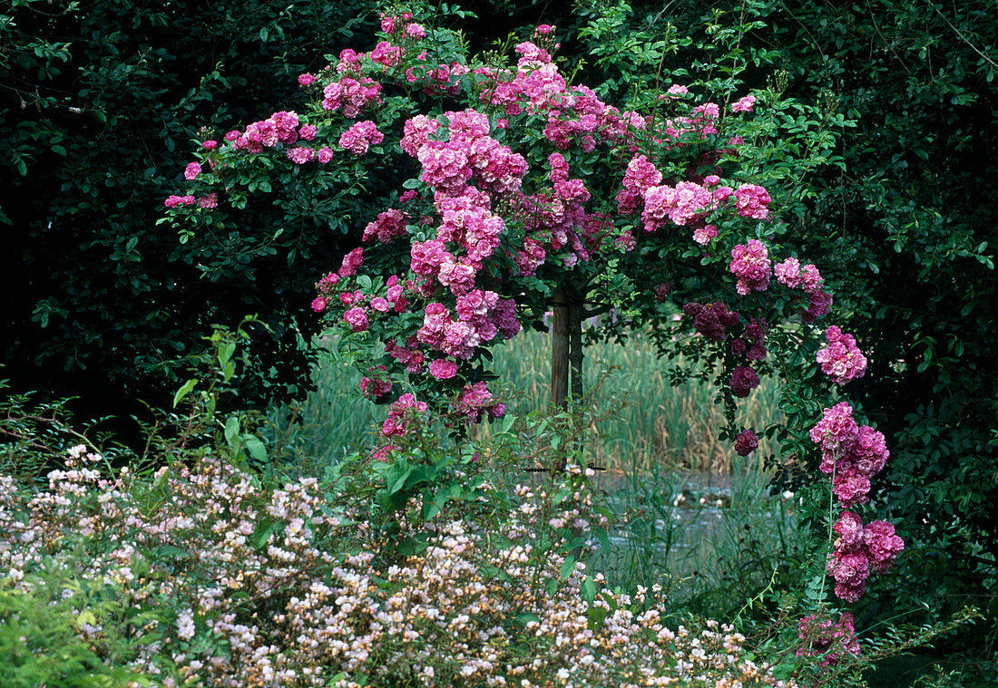 Rosa multiflora 'Mrs. F. W. Flight' Climbing rose, rambler rose, single flowering, hardly fragrant, on stem as weeping rose, ground cover rose 'Heideröslein Nozomi' as underplanting