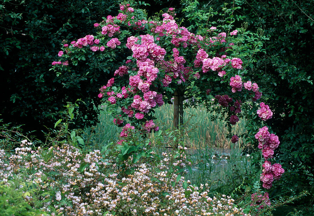 Rosa multiflora 'Mrs. F. W. Flight' Kletterrose, Ramblerrose, einmalblühend, kaum duftend, auf Stamm als Trauerrose, Bodendeckerrose 'Heideröslein Nozomi' als Unterpflanzung