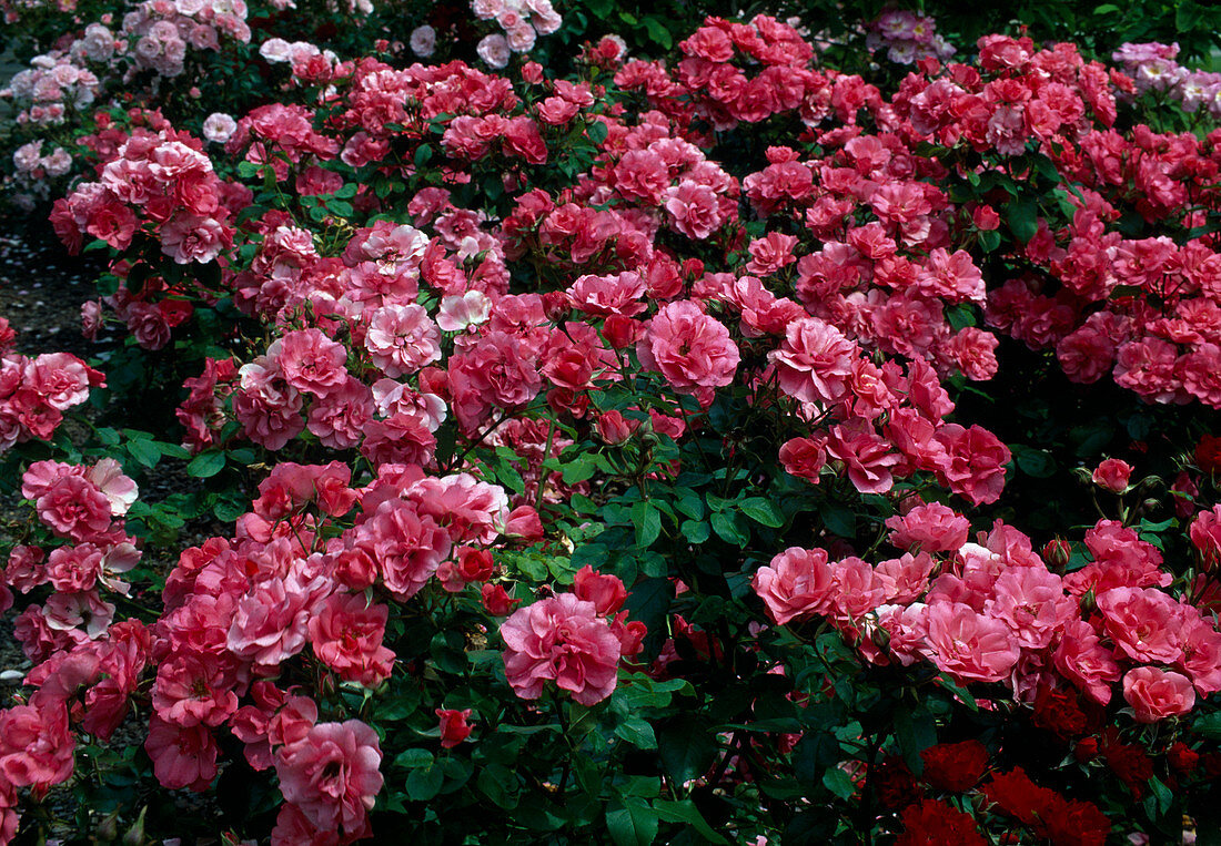 Rosa 'Fuchsia Meidiland'-syn. 'Cyclamen Meillandécor' shrub rose, repeat flowering, hardly fragrant