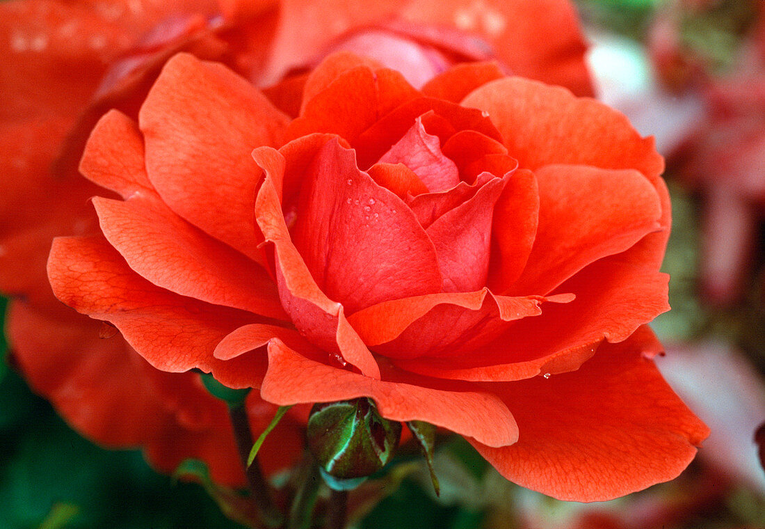 Rosa 'Finale'-syn. 'Ami des Jardins' Floribunda rose, low shrub rose, repeat flowering, hardly fragrant