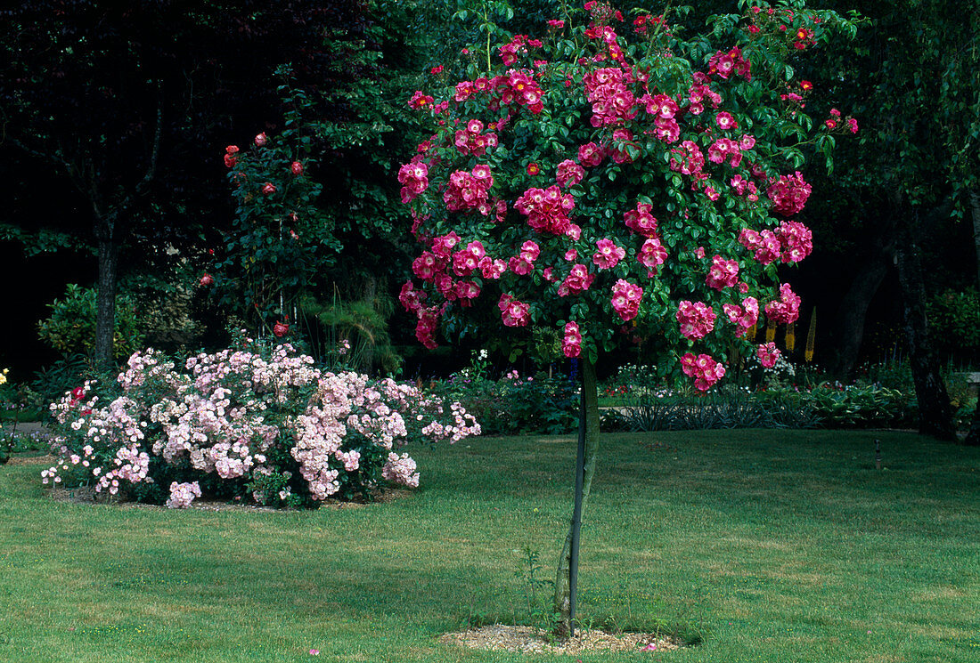 Rosa 'American Pillar' Climbing rose, rambler rose, single flowering, hardly fragrant, on stem