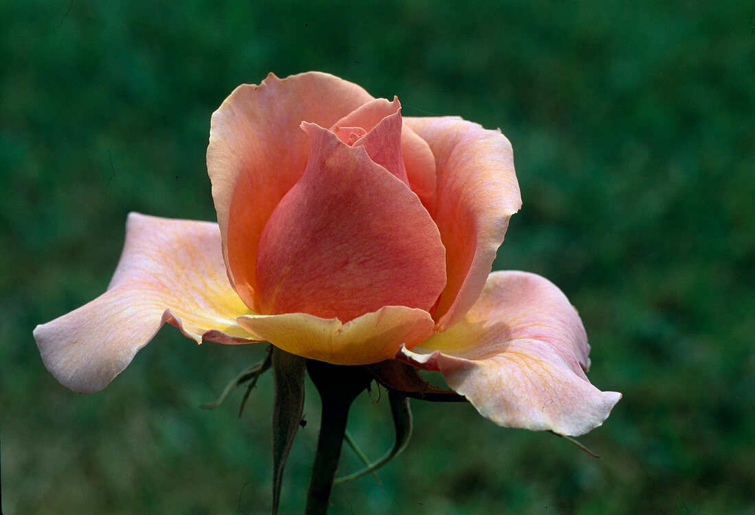 Rosa 'Peer Gynt' Tea hybrid, repeat flowering, fragrant