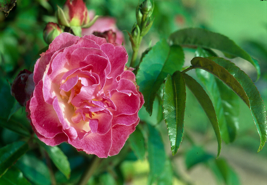 Rosa 'Margo Koster' Polyanthaceous, repeat flowering, robust