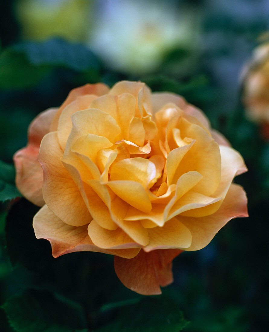 Strauchrose 'Westerland'