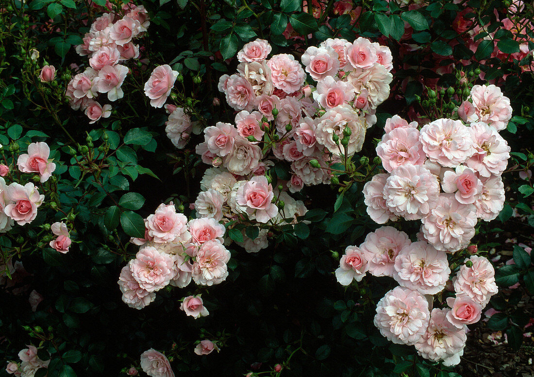 Rose 'Granny' (Beetrose), öfterblühend mit leichtem Duft