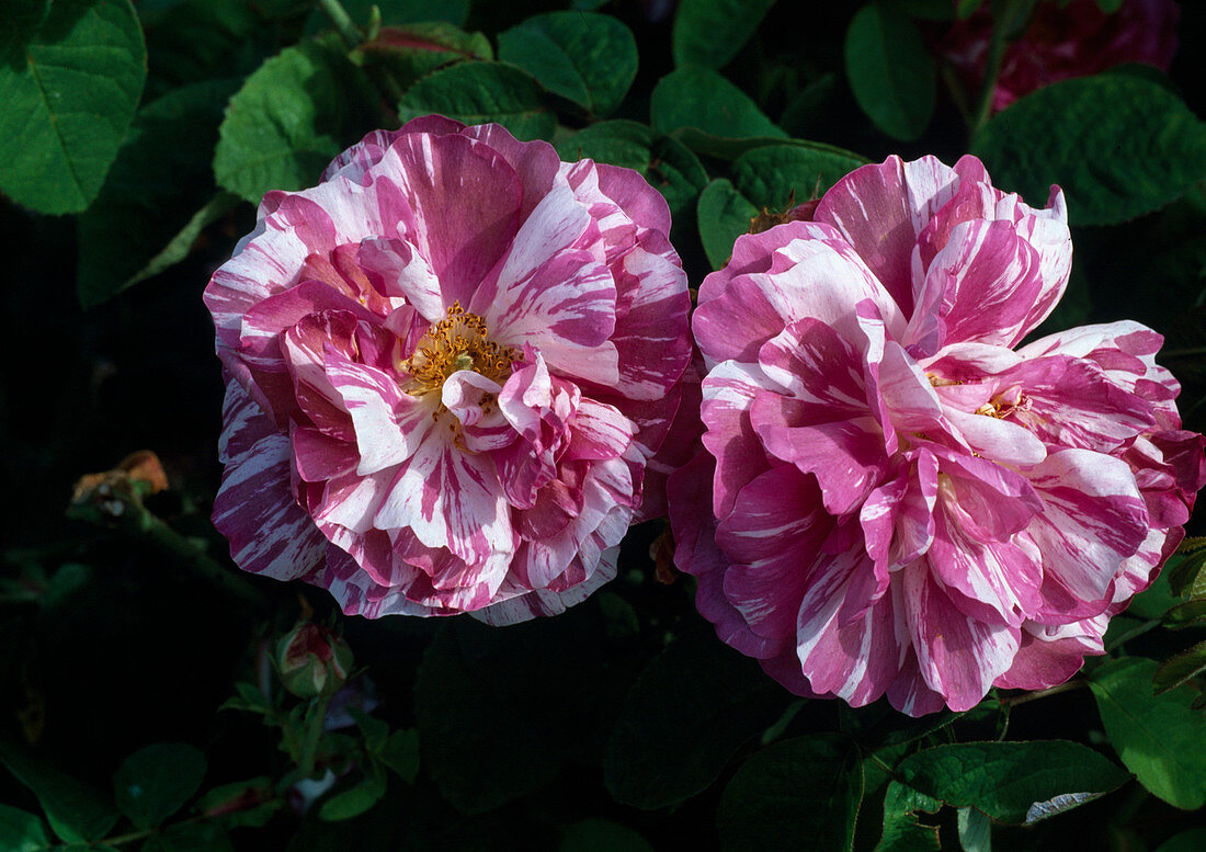 Rosa 'Camaieux' Gallica, old rose, shrub rose, fragrance, single flowering