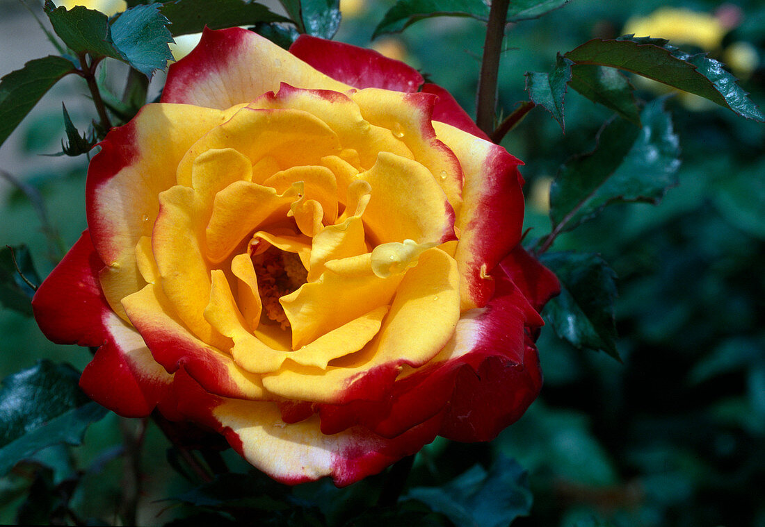 Rose 'Château Giscours' Tea hybrid, repeat flowering, fragrant