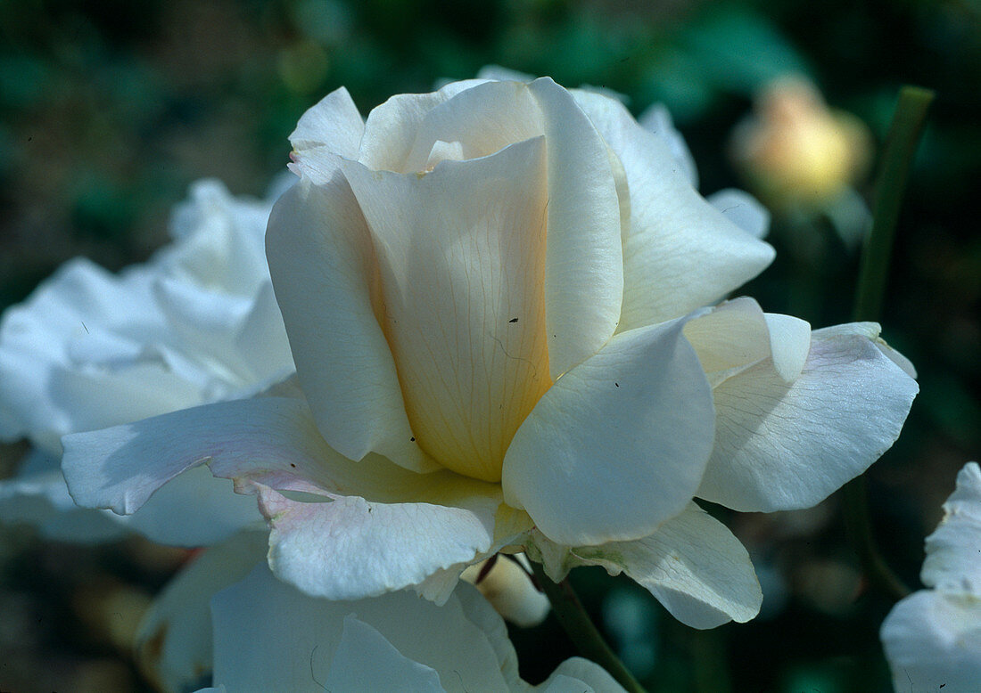 Rosa 'Pascali' Tea hybrid, repeat flowering, light fragrance