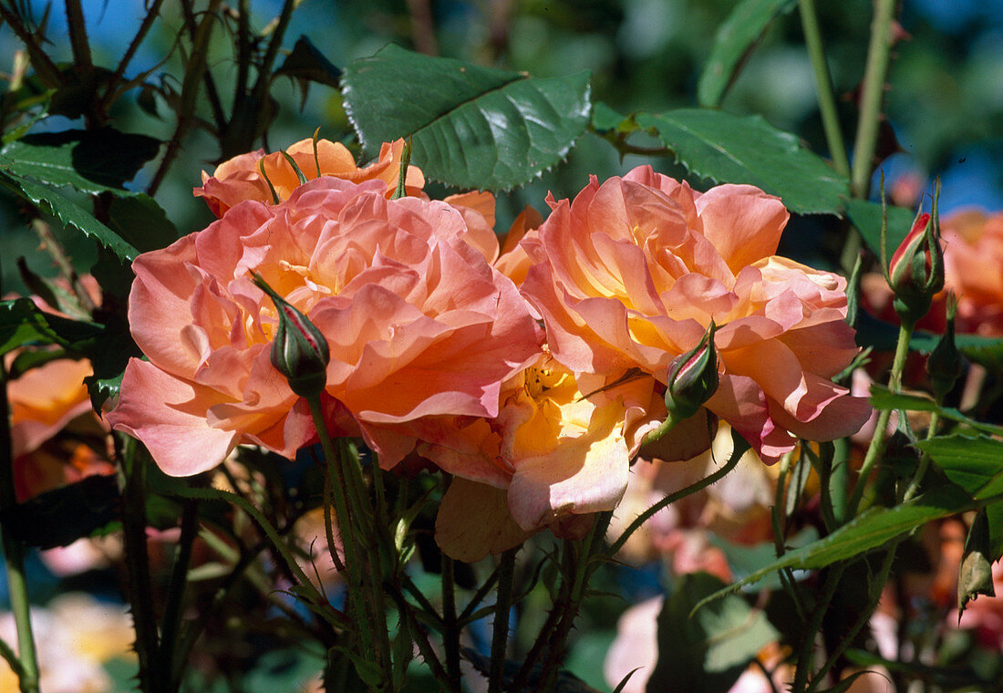 Rosa 'Westerland' Floribunda, shrub rose, repeat flowering, good fragrance