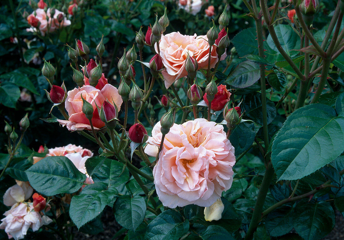 Rosa 'Martin des Senteurs' Floribunda, shrub rose, repeat flowering, strong fragrance