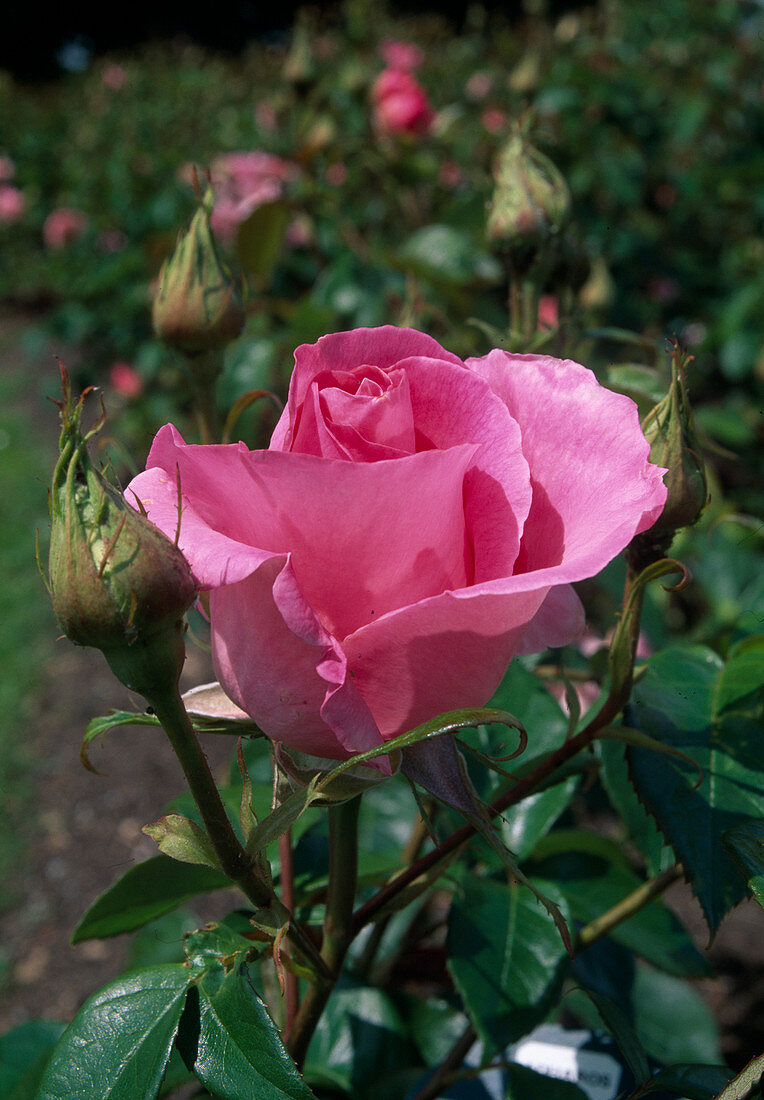 Rosa 'Rose de Rennes' Teehybride, Edelrose, öfterblühend, zarten Duft