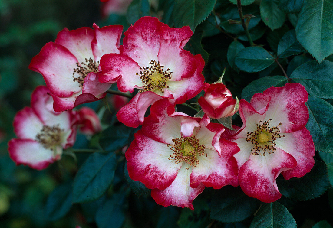 Rose 'Cherry Meidiland', 'Cherry Meillandecor' shrub rose, repeat flowering, hardly any fragrance