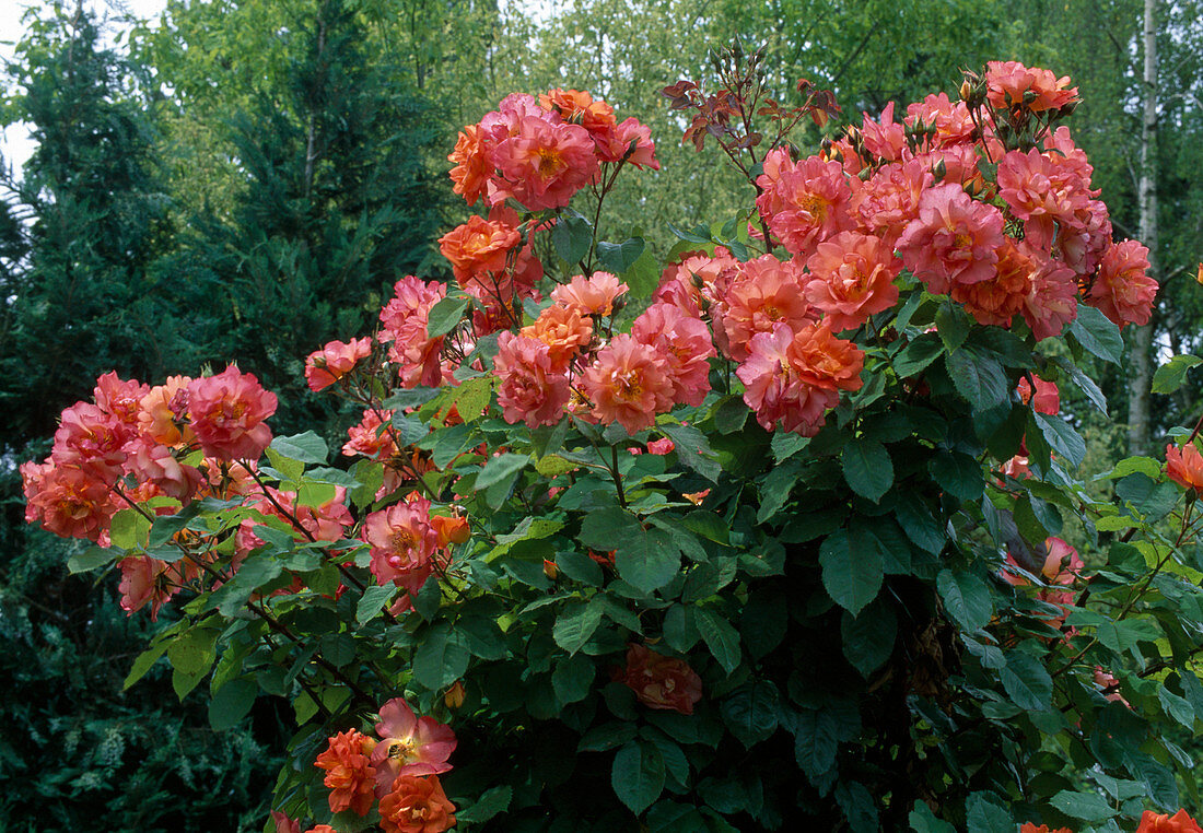 Rosa 'Arielle Dombasle' - Climbing rose, repeat flowering, lightly scented