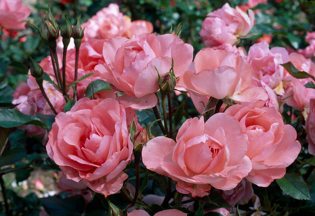 Rosa'Jardin de France 'Floribunda, Strauchrose, öfterblühend, schwach duftend