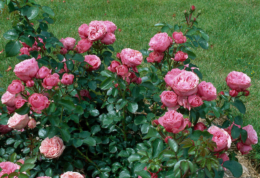 Rosa 'Leonardo da Vinci' (Nostalgia rose, bedding rose), repeat flowering, robust