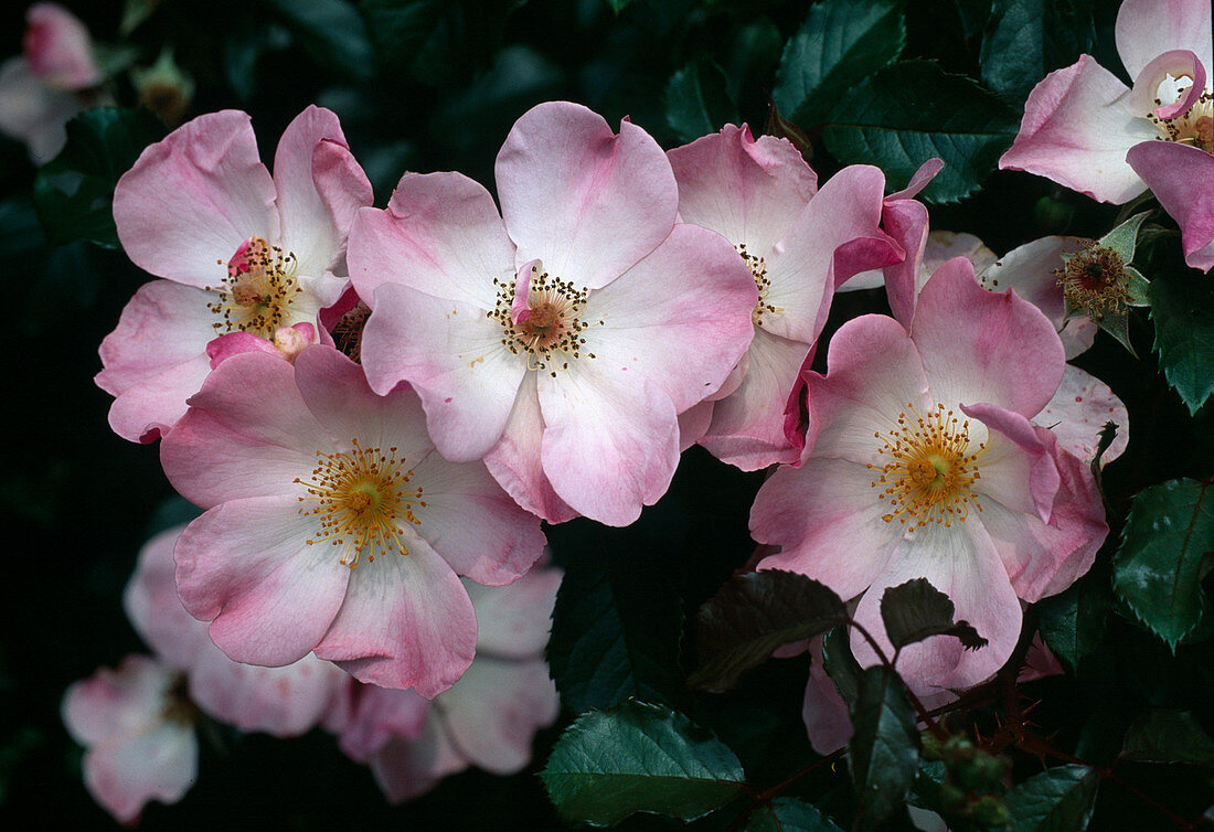 Rosa 'Rosy Cushion' shrub rose, ground cover rose, repeat flowering, very slightly fragrant