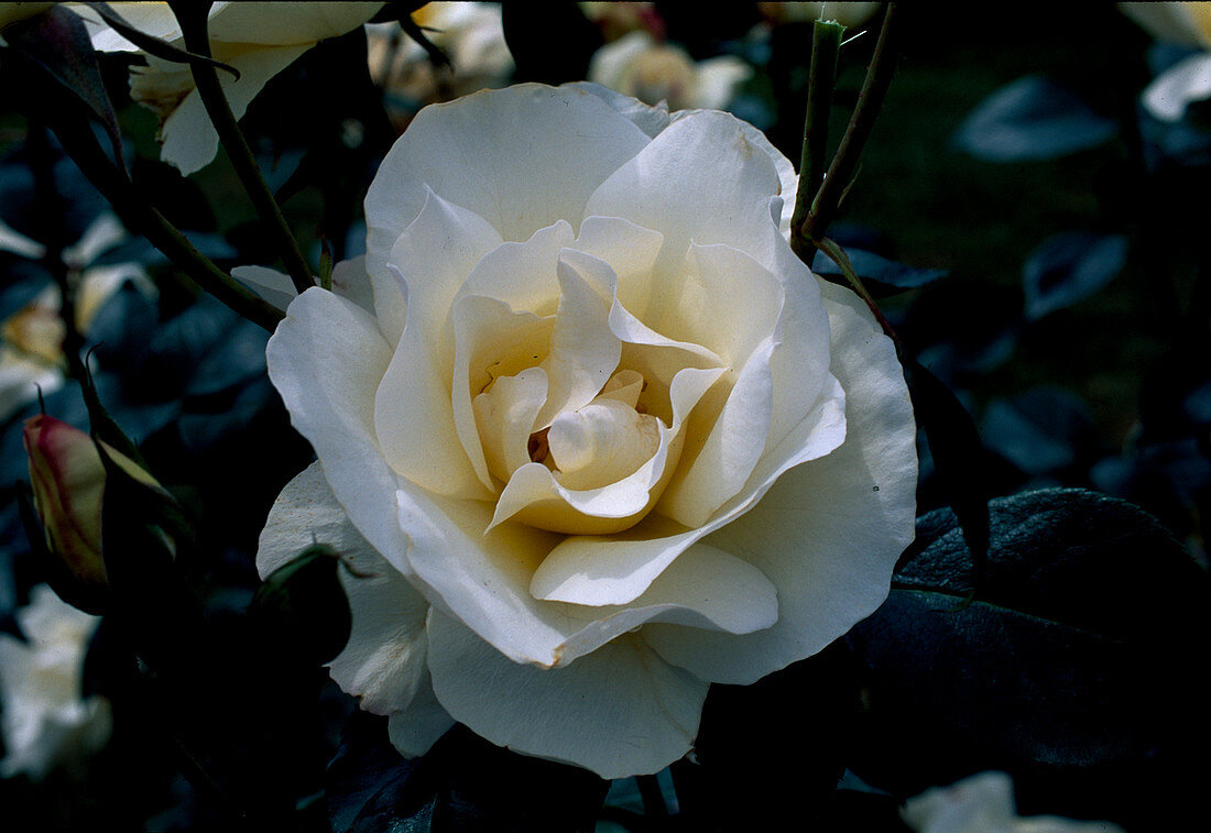 Rose 'Grand Nord' Teehybride, öfterblühend, etwas duftend