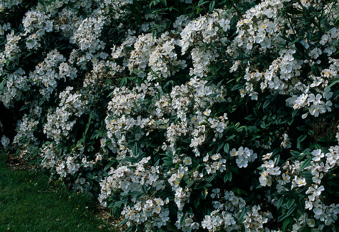 Rosa 'Pleine de Grace' - shrub rose, single flowering, intense fragrance