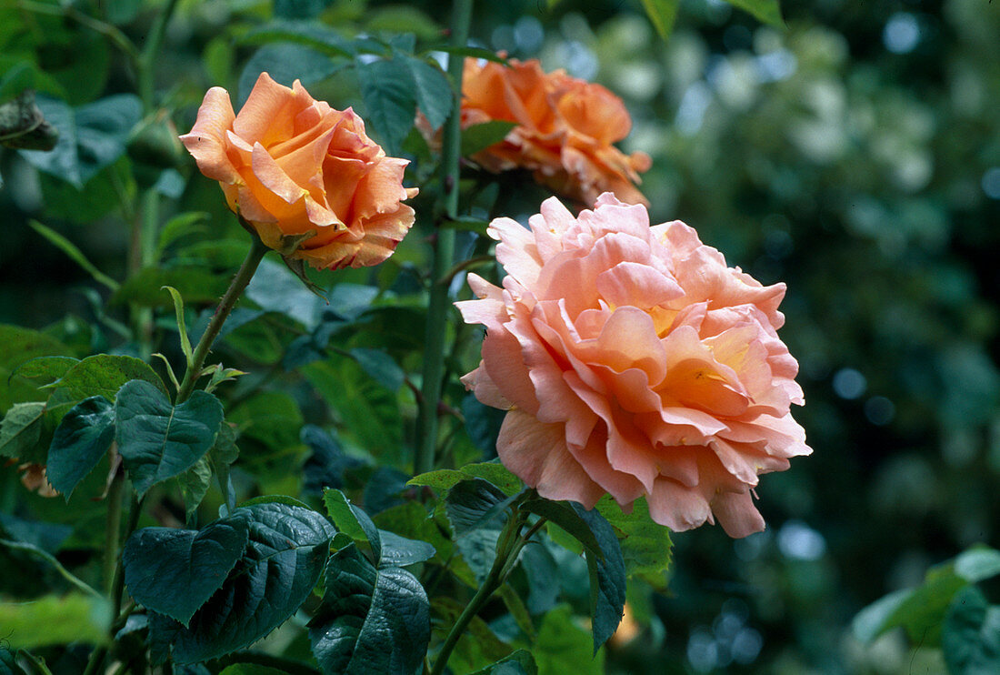 Rosa 'Polka' shrub rose, repeat flowering with strong fragrance