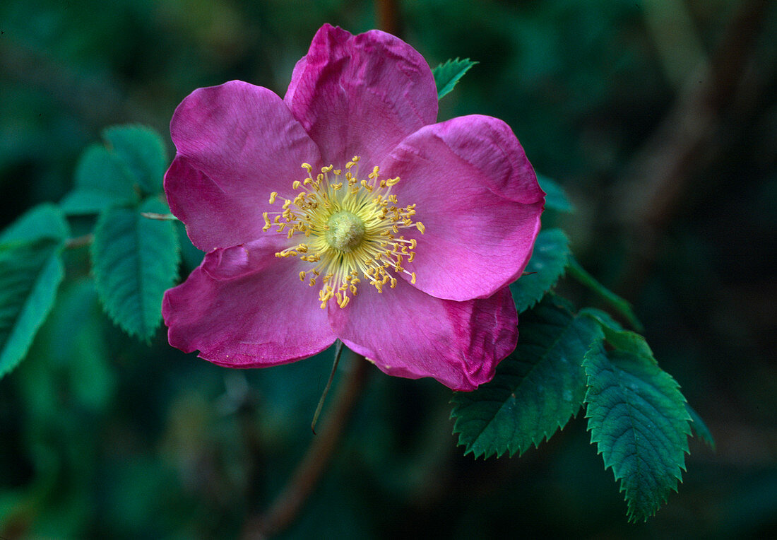 Rose pendulina'Oxyodon 'Botanische Rose, einmalblühend, duftend, stammt aus dem Kaukasus