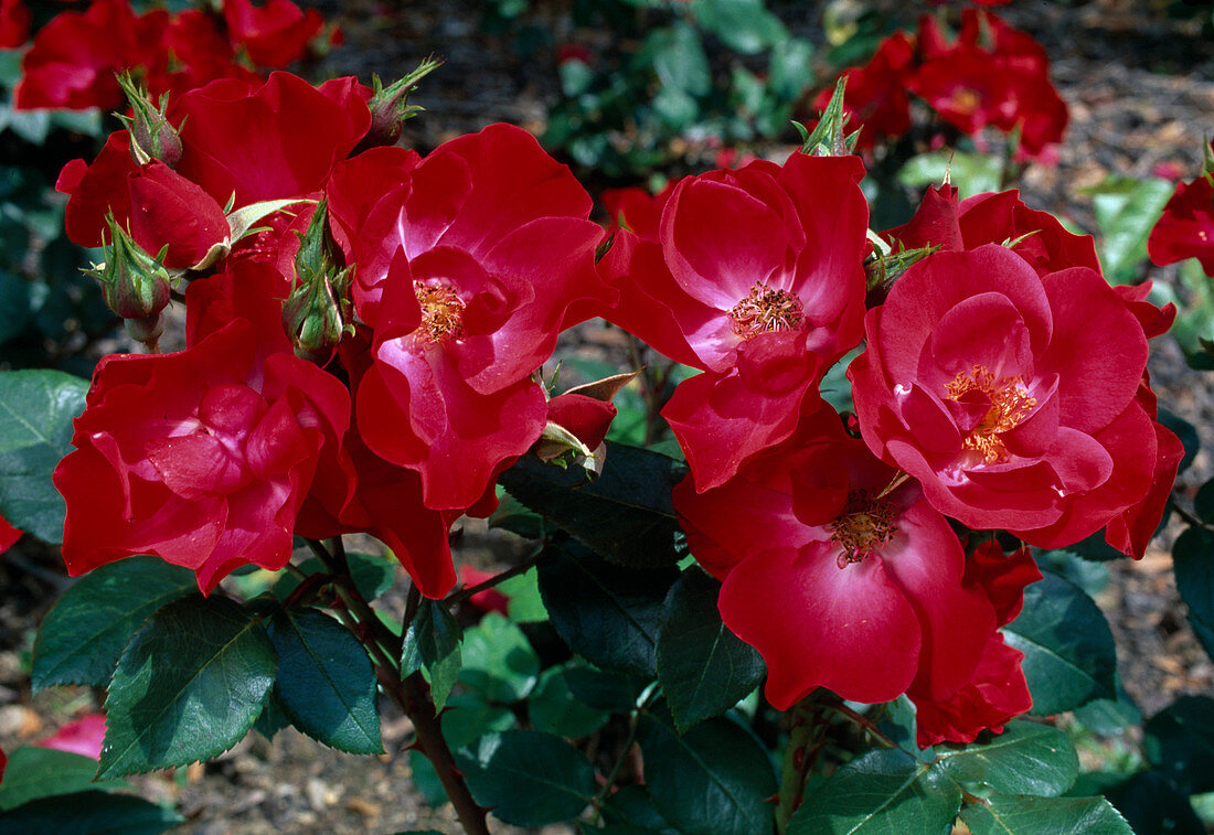 Rosa 'Sprint' floribunda, shrub rose, double flowering, hardly fragrant