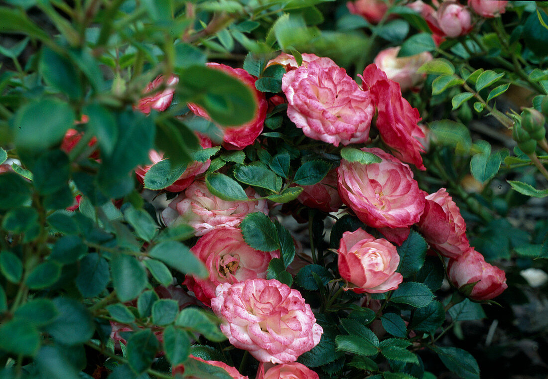 Rosa'Patte de Velours 'Floribunda, Strauchrose, öfterblühend, schwacher Duft