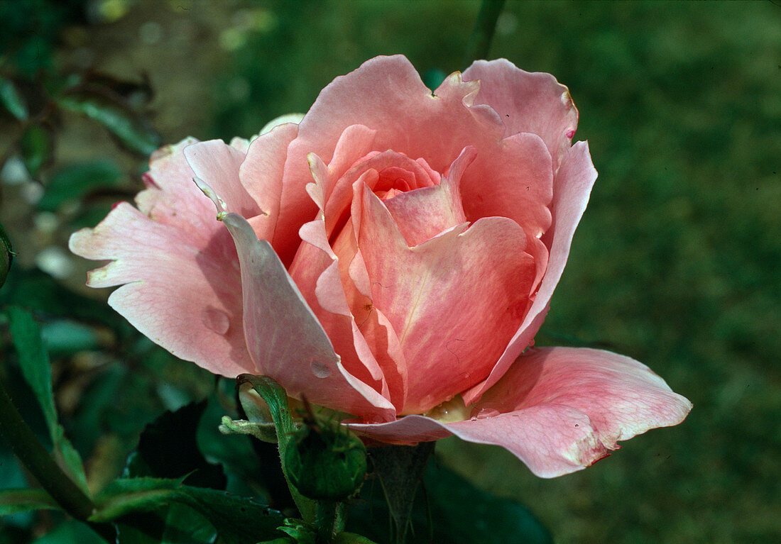 Rose 'Penthouse'-syn. 'Pink Charm' Tea hybrid, repeat flowering, pleasant fragrance
