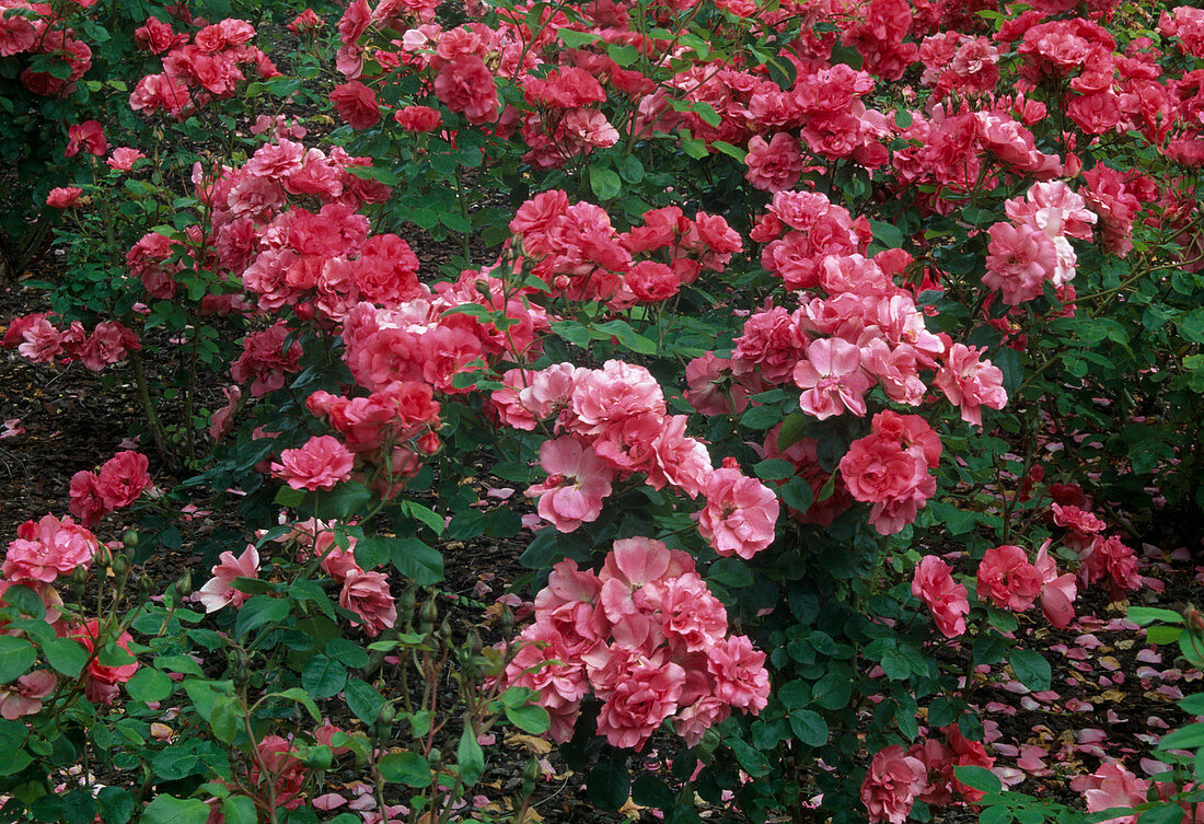 Rosa 'Rosy la Sevillana', Syn. 'Pink la Sevillana' (Floribunda rose), repeat flowering, delicately scented